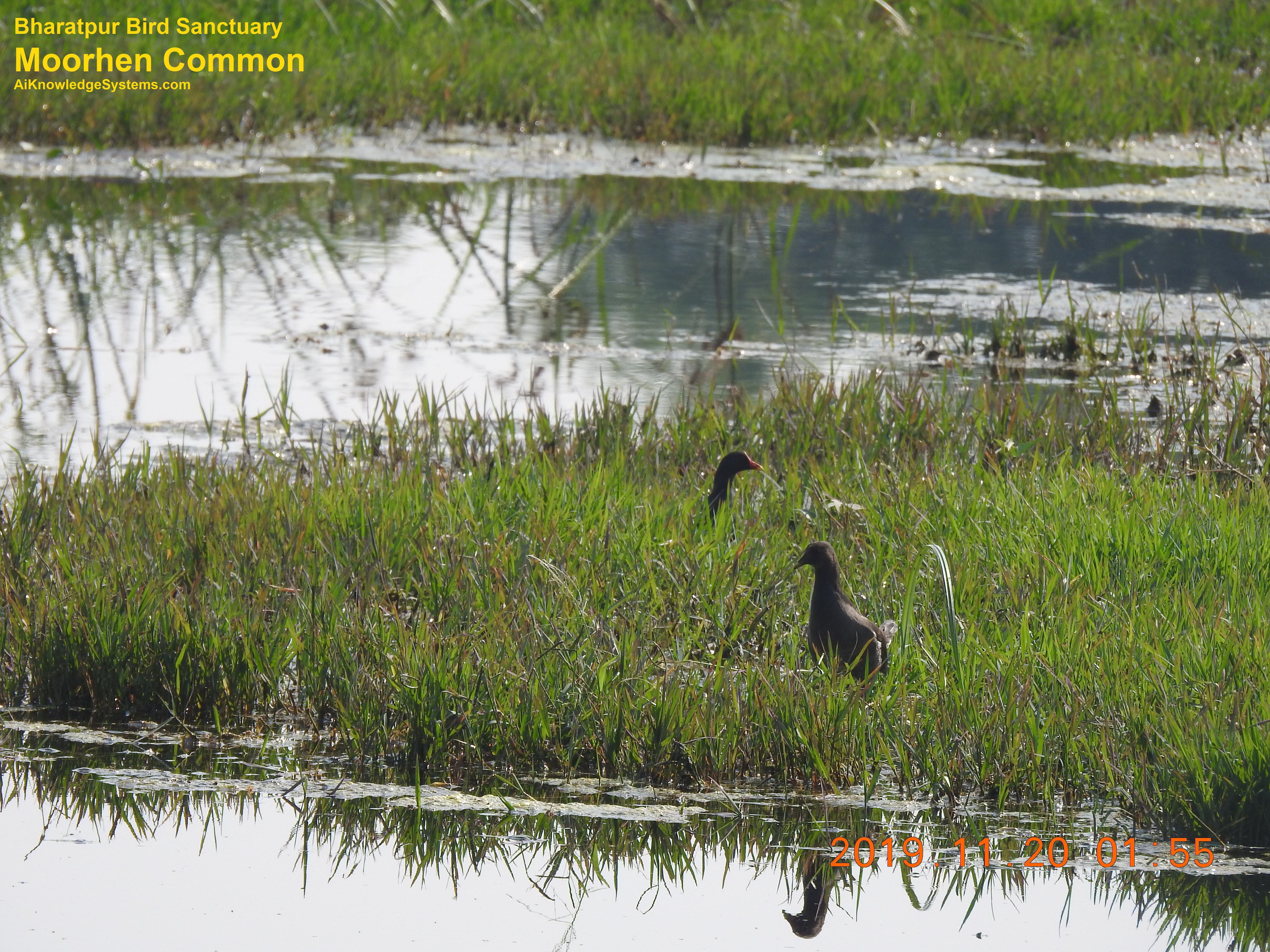 Moorhen Common (1) Coming Soon